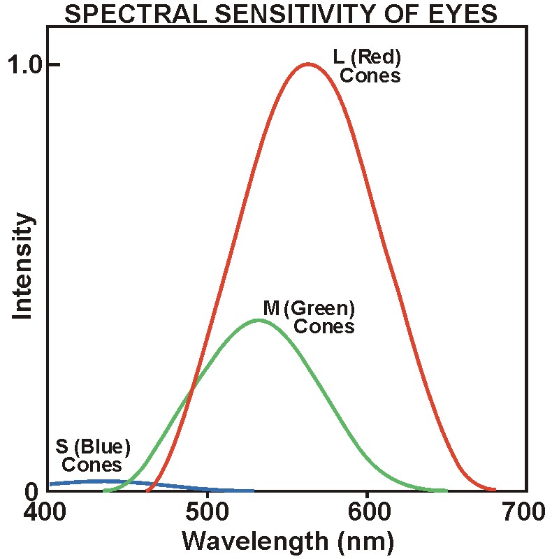Cone Action Spectra